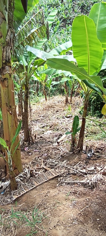 Fazenda à venda, 77m² - Foto 7