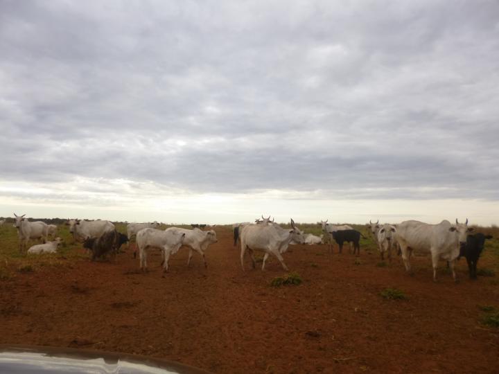 Fazenda-Sítio-Chácara, 7526 m² - Foto 5