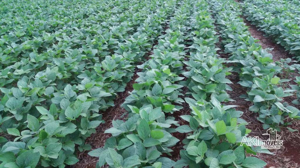 Fazenda à venda com 1 quarto, 2819300M2 - Foto 23
