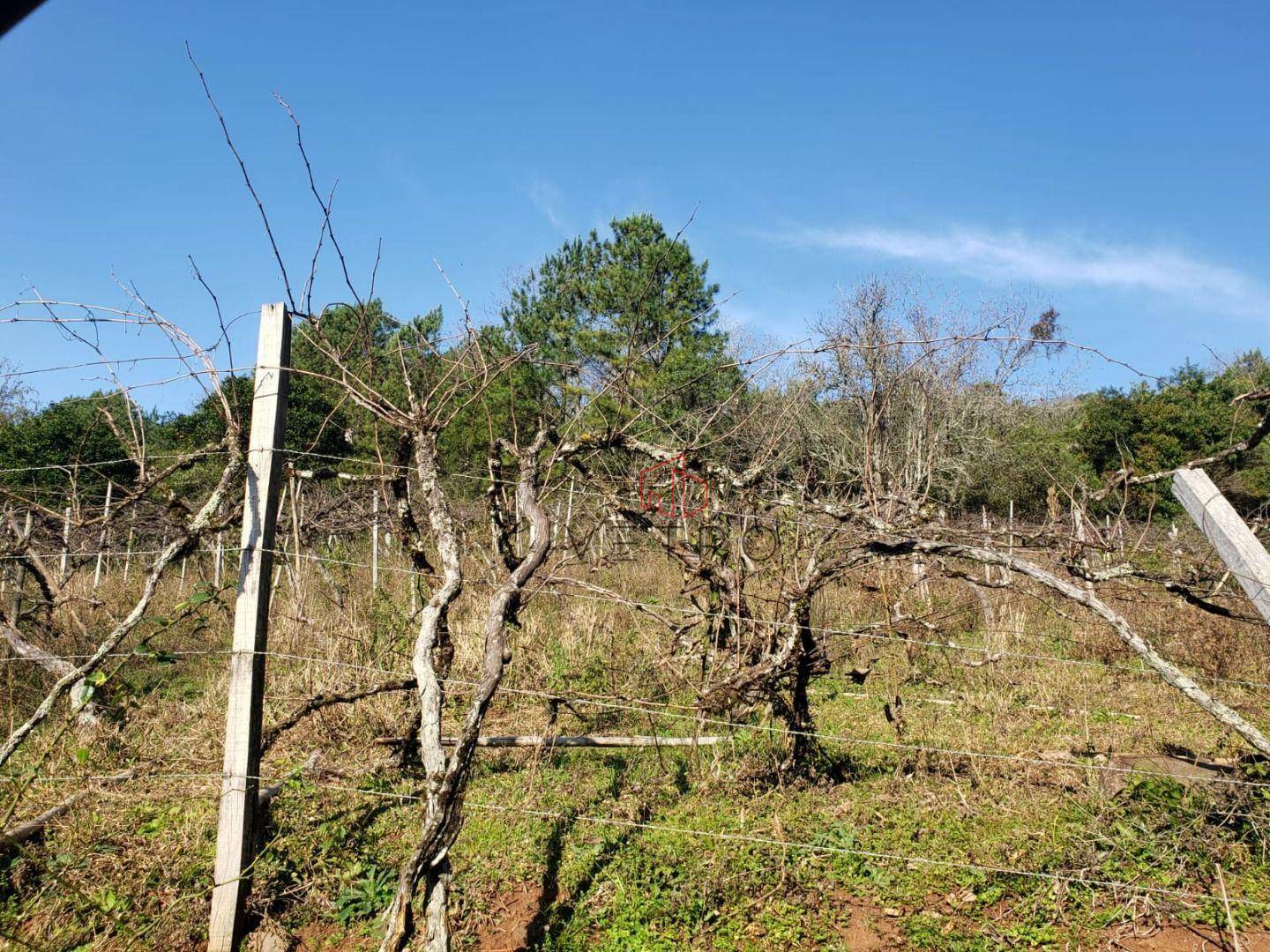 Sítio à venda com 4 quartos, 90650M2 - Foto 4