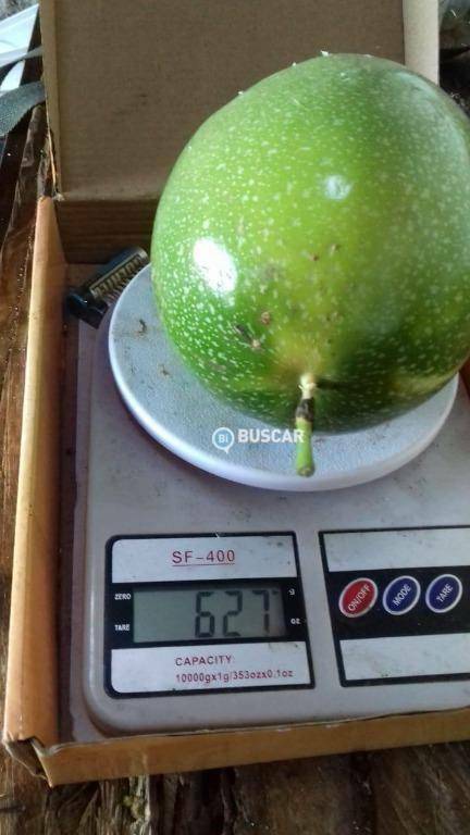 Fazenda, 44 hectares - Foto 40