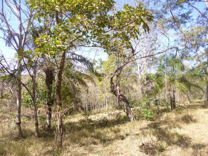 Fazenda à venda - Foto 13