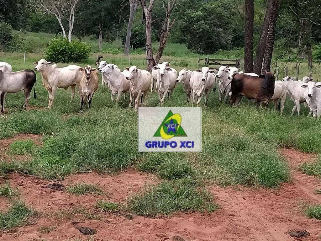 Fazenda à venda com 5 quartos, 60693600M2 - Foto 27