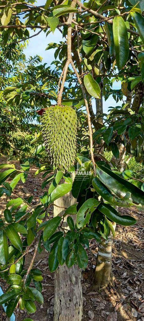 Fazenda à venda com 2 quartos, 930000M2 - Foto 8