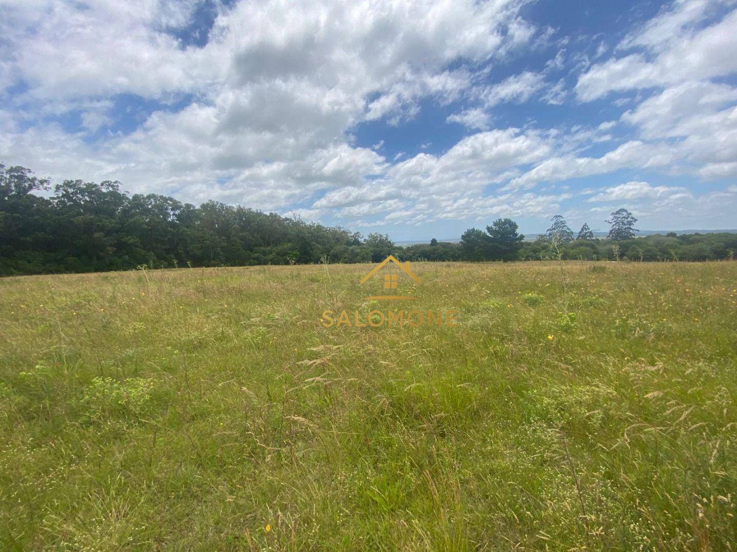 Sítio, 4 hectares - Foto 6