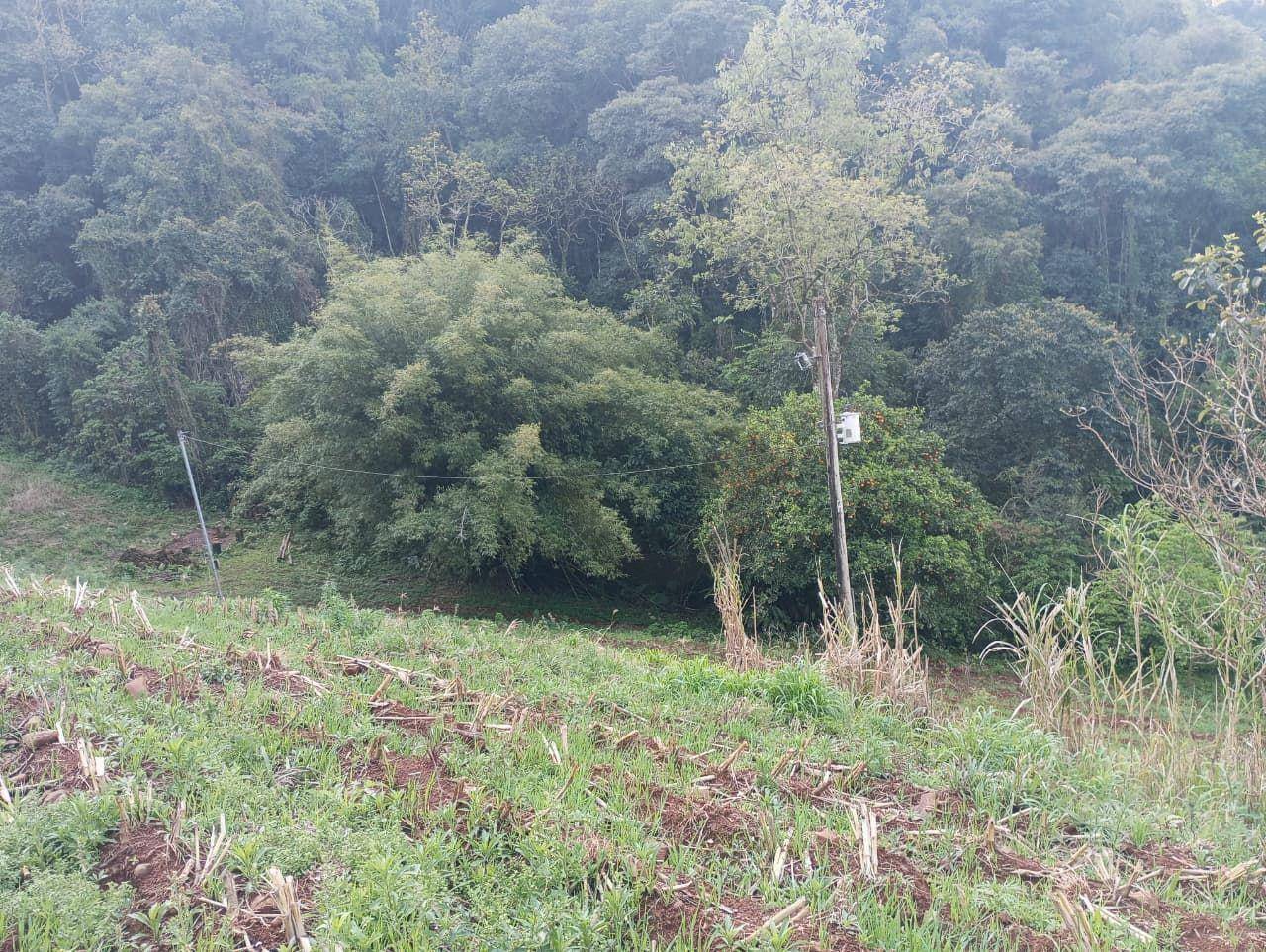 Chácara, 4 hectares - Foto 7