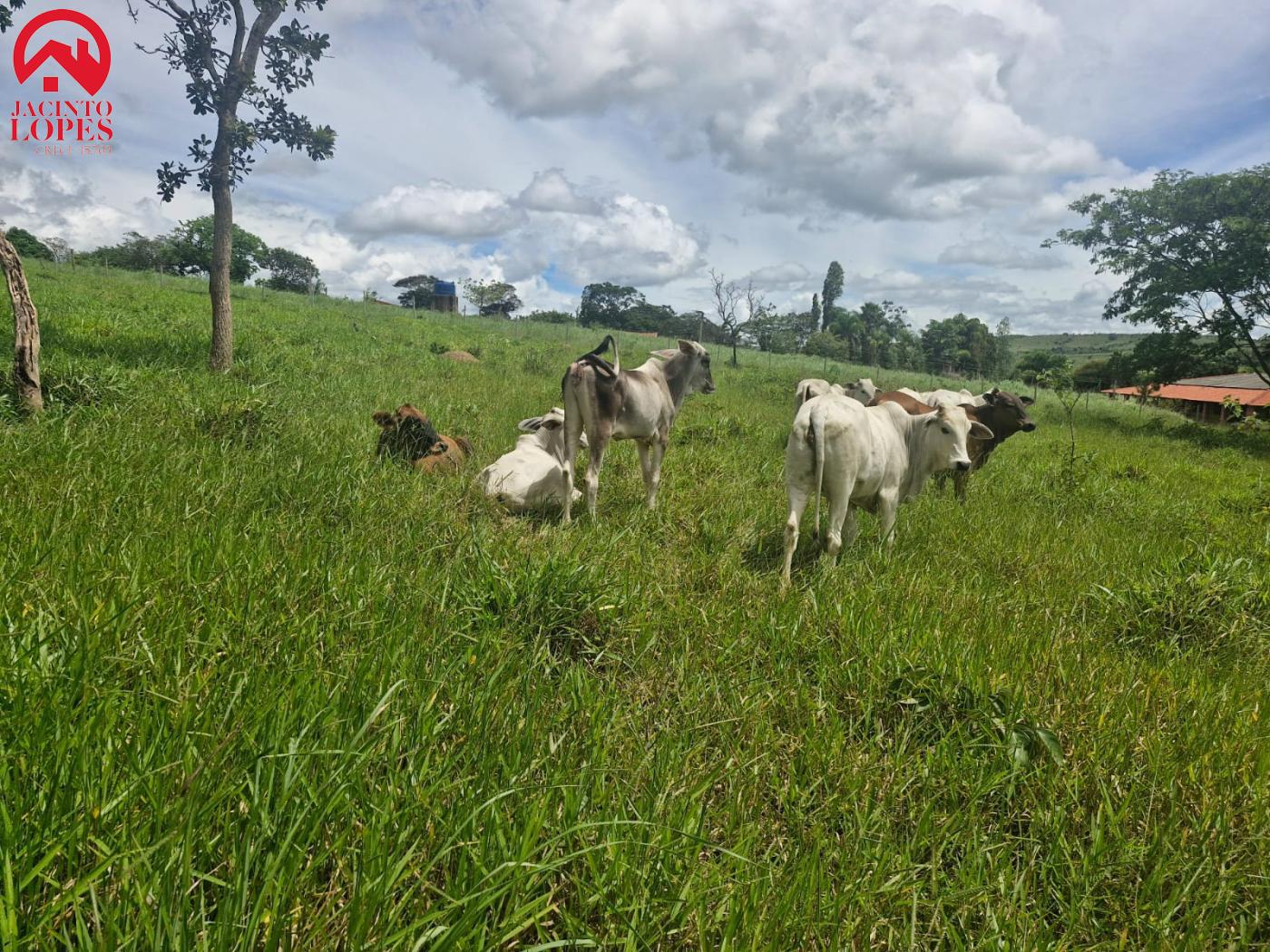 Fazenda à venda com 2 quartos, 120m² - Foto 39