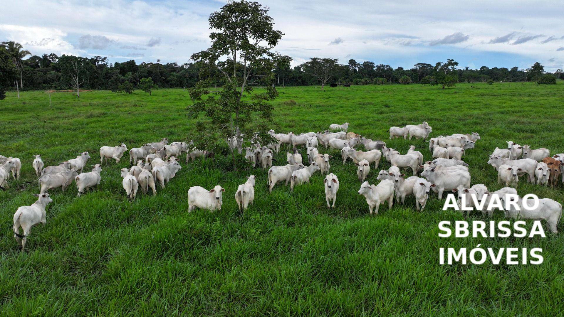 Fazenda-Sítio-Chácara, 1888 hectares - Foto 6