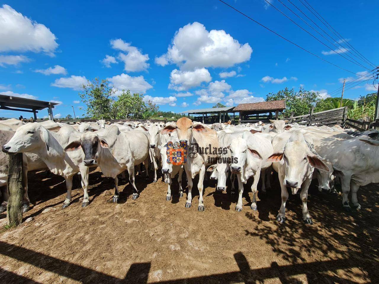 Fazenda à venda, 1258400M2 - Foto 56