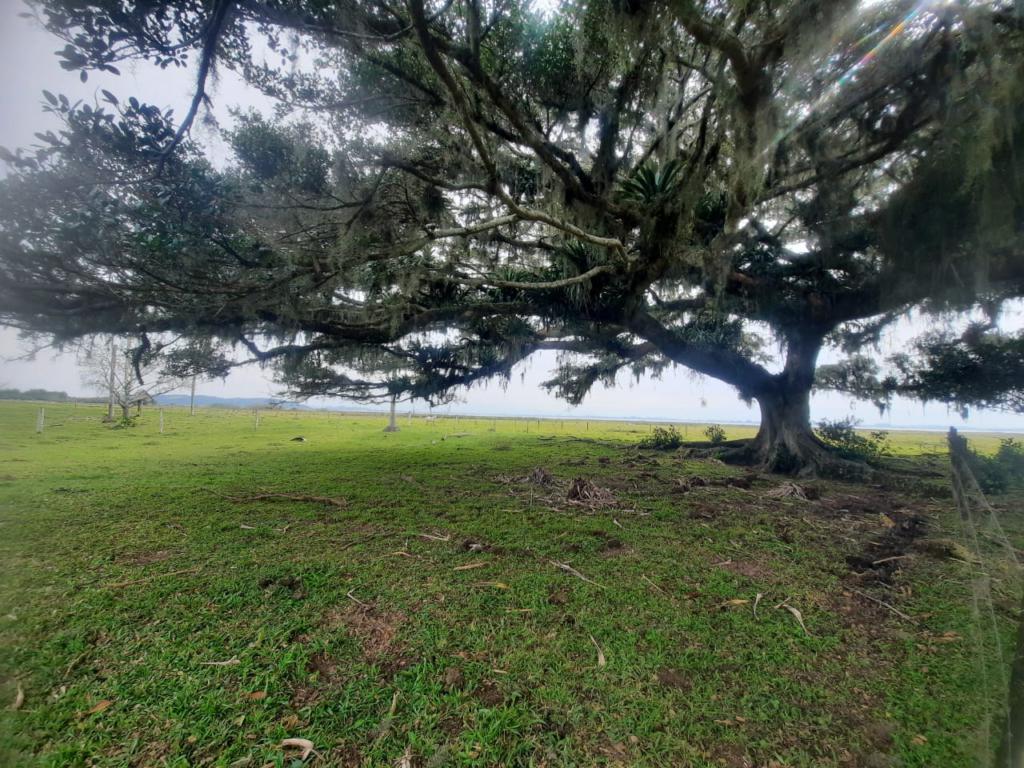 Fazenda à venda com 1 quarto, 25000m² - Foto 10