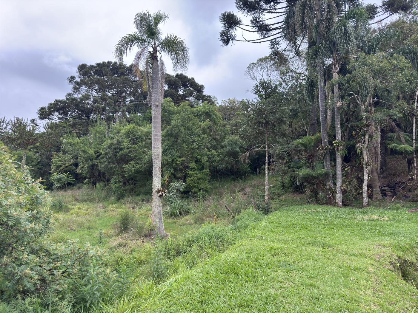 Chácara à venda com 4 quartos, 15000m² - Foto 59