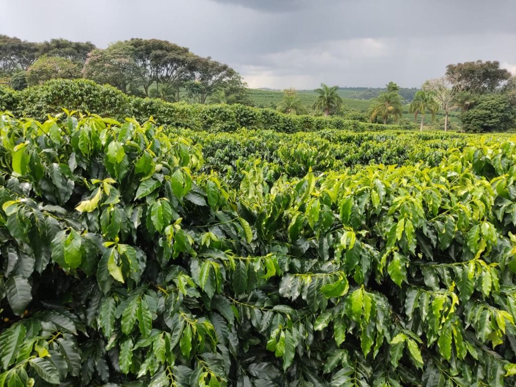 Fazenda à venda com 2 quartos, 3388000m² - Foto 1