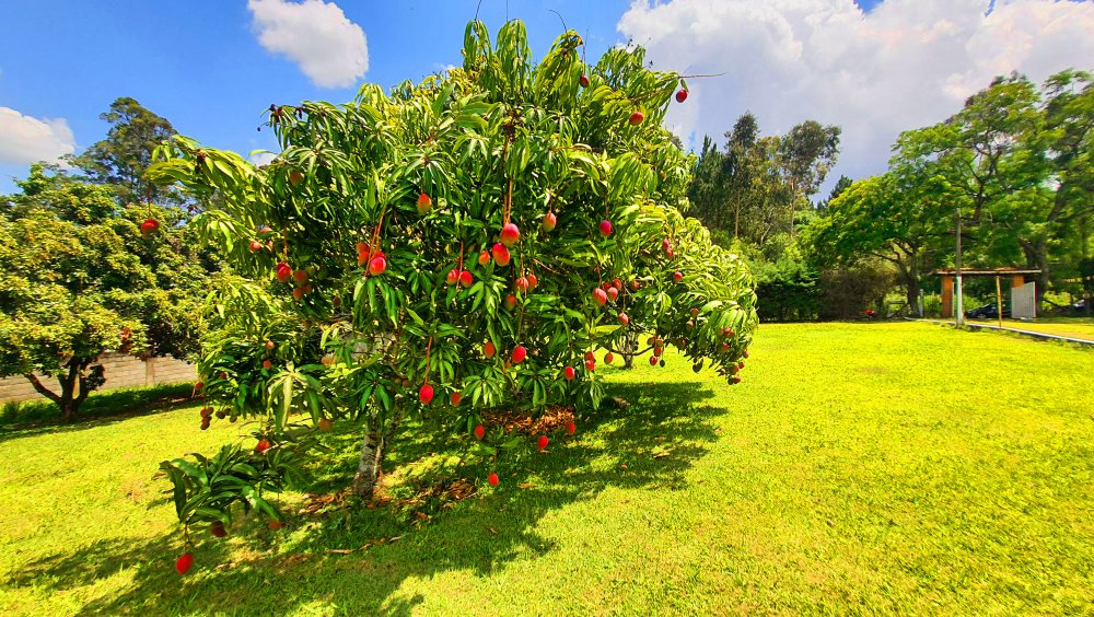 Fazenda à venda com 2 quartos, 3768m² - Foto 5