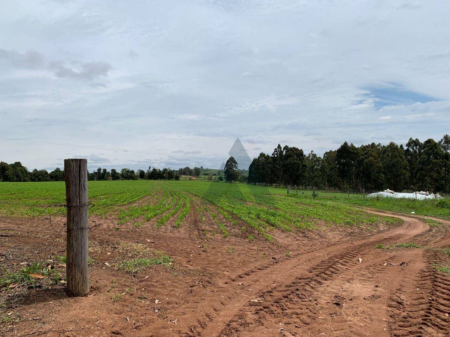 Sítio, 24 hectares - Foto 2