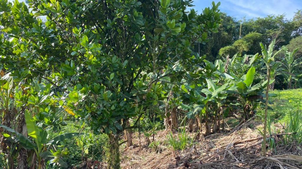 Fazenda à venda com 3 quartos, 12000m² - Foto 16