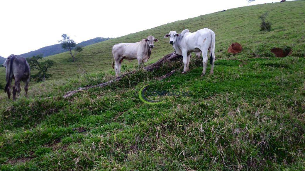 Fazenda à venda com 3 quartos, 2970000M2 - Foto 21