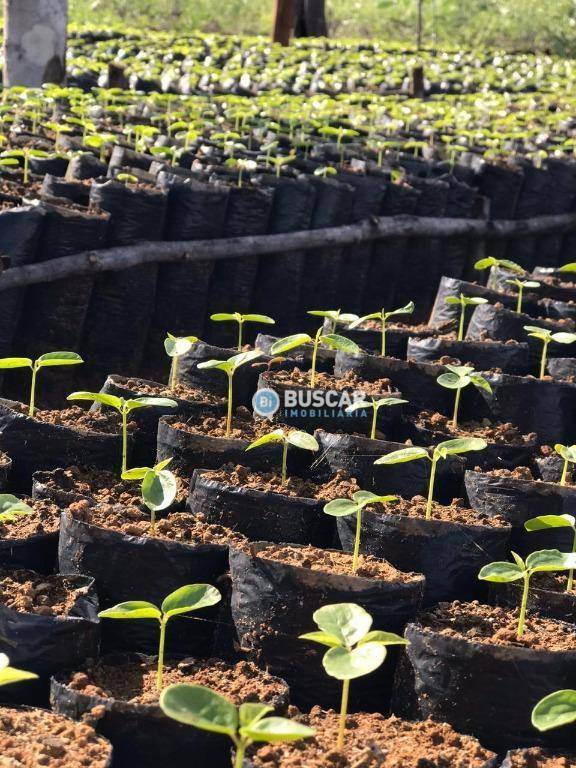 Fazenda à venda com 11 quartos, 440000M2 - Foto 73