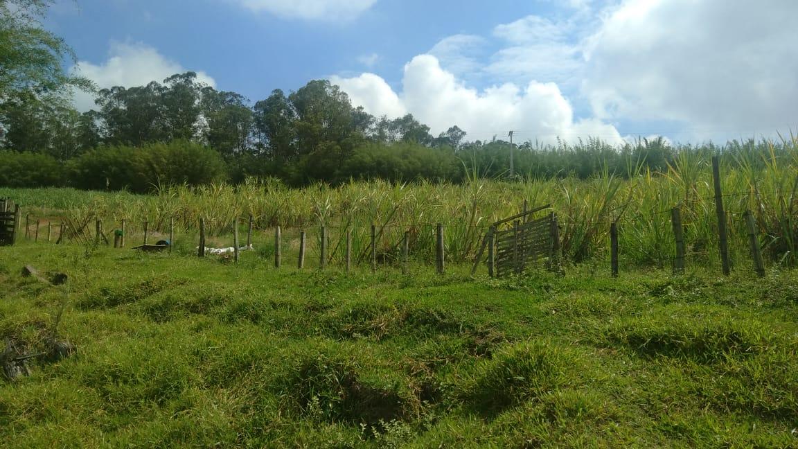 Fazenda à venda - Foto 4