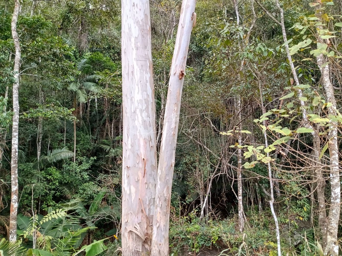 Fazenda à venda, 3000m² - Foto 13