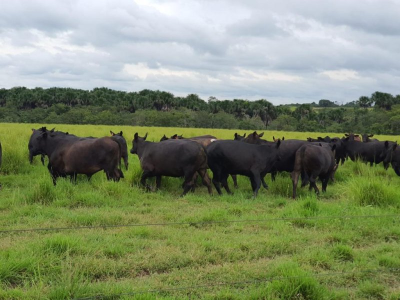 Fazenda à venda, 17125m² - Foto 15