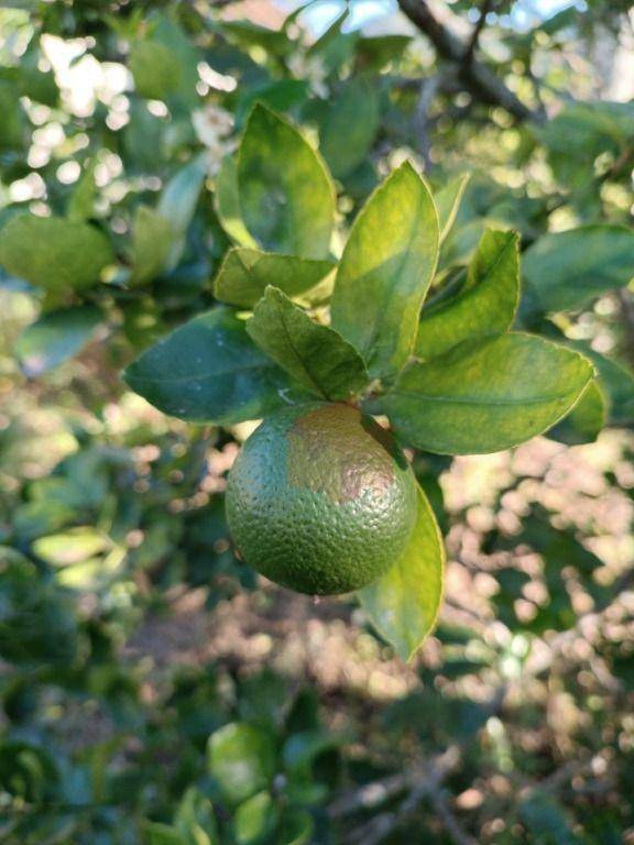 Sítio, 10 hectares - Foto 41