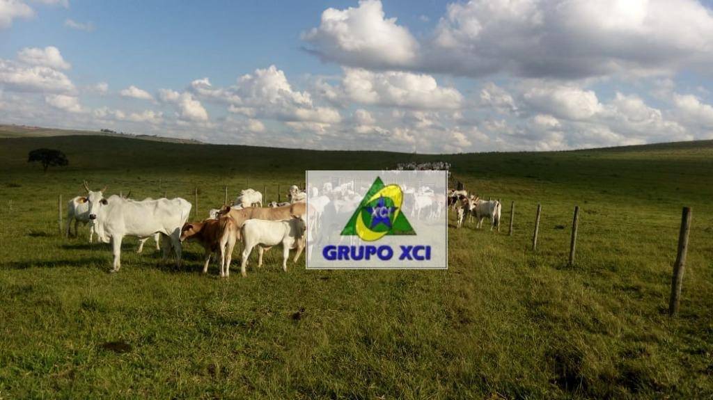 Fazenda-Sítio-Chácara, 101640 hectares - Foto 4