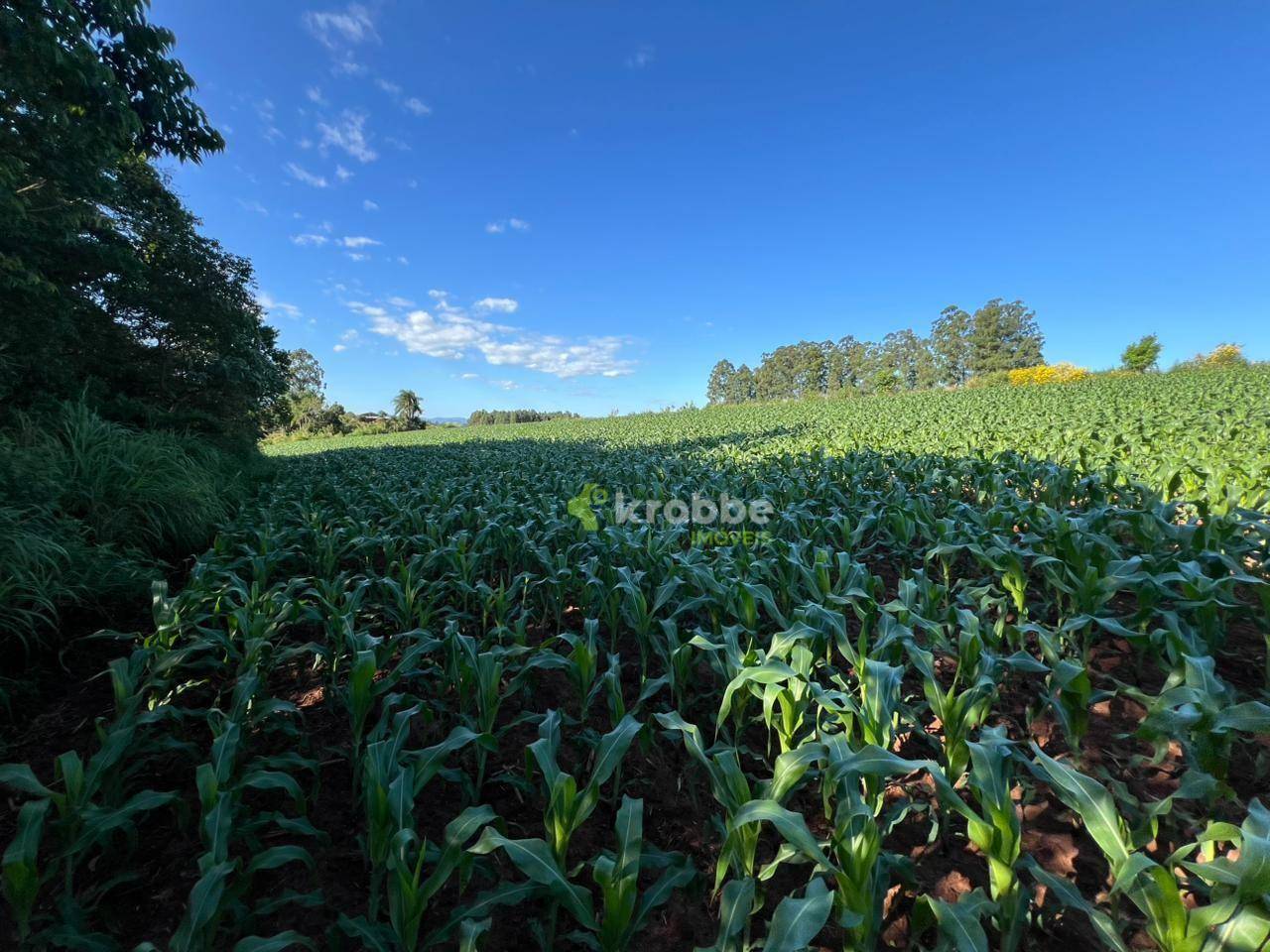 Terreno, 5 hectares - Foto 4