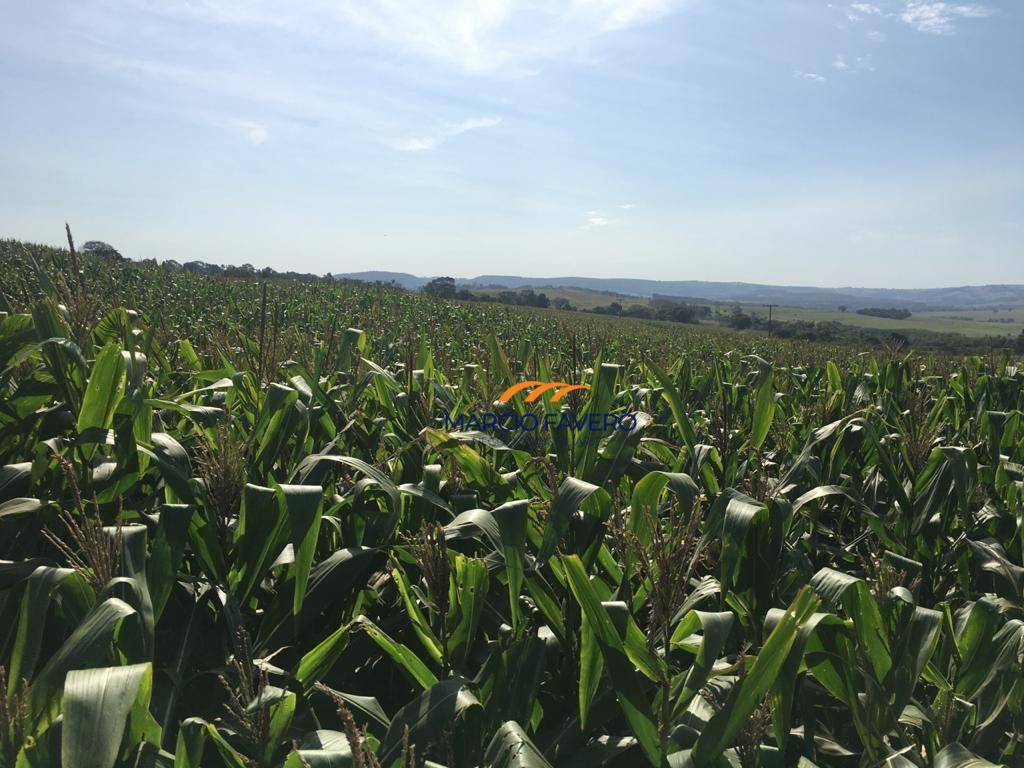 Fazenda, 266 hectares - Foto 3