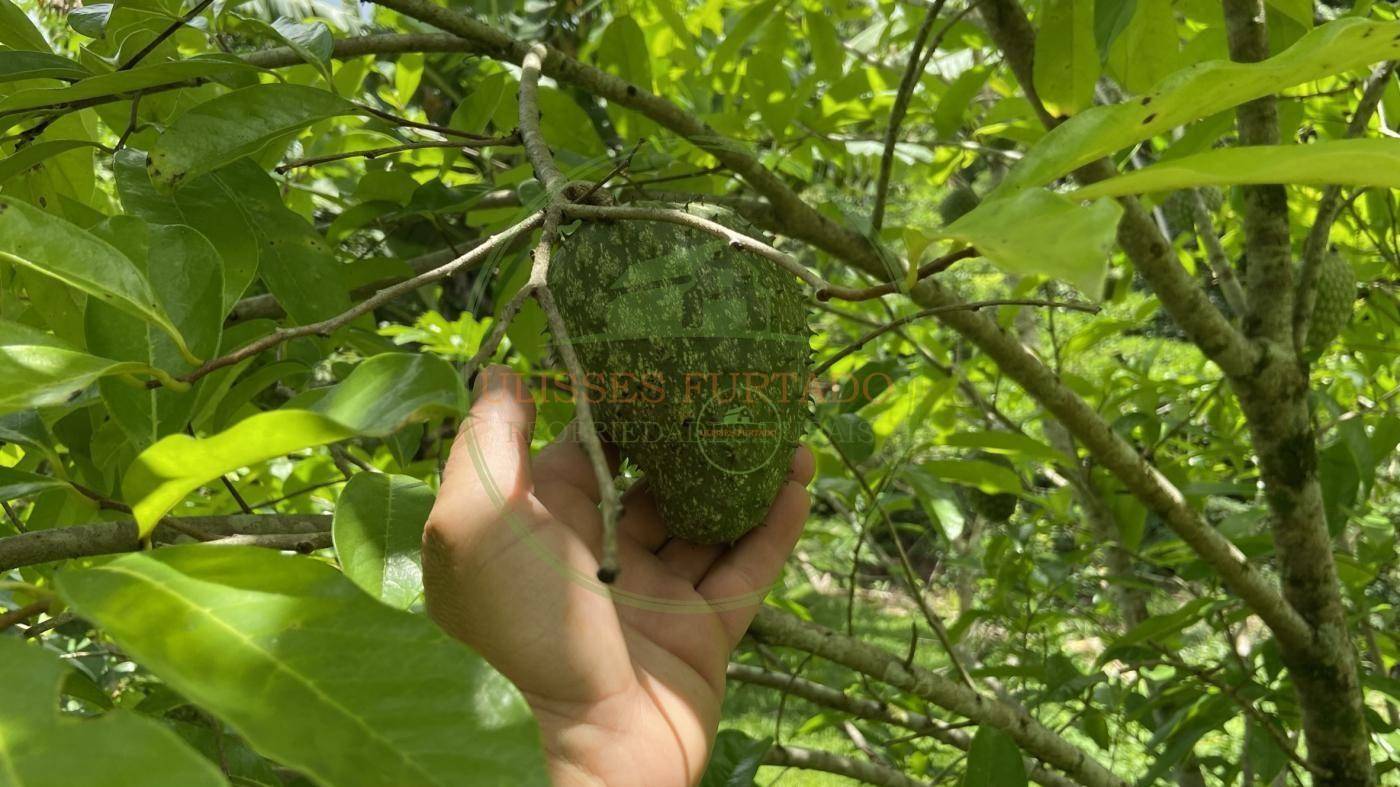 Chácara, 6000 m² - Foto 7