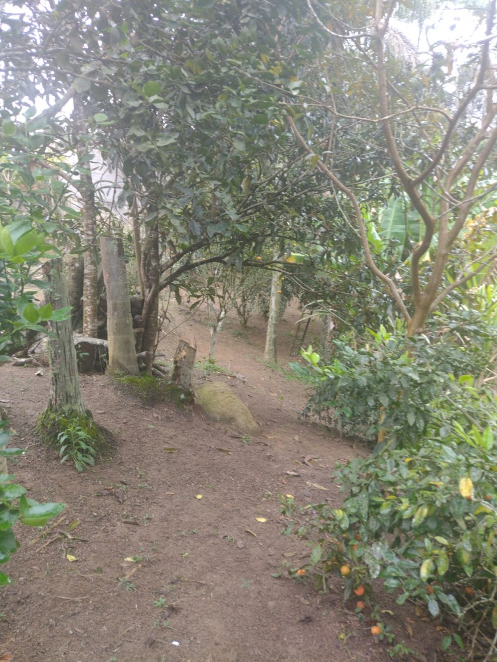 Chácara à venda com 4 quartos, 4500m² - Foto 6