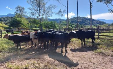 Fazenda à venda com 3 quartos, 387200m² - Foto 15