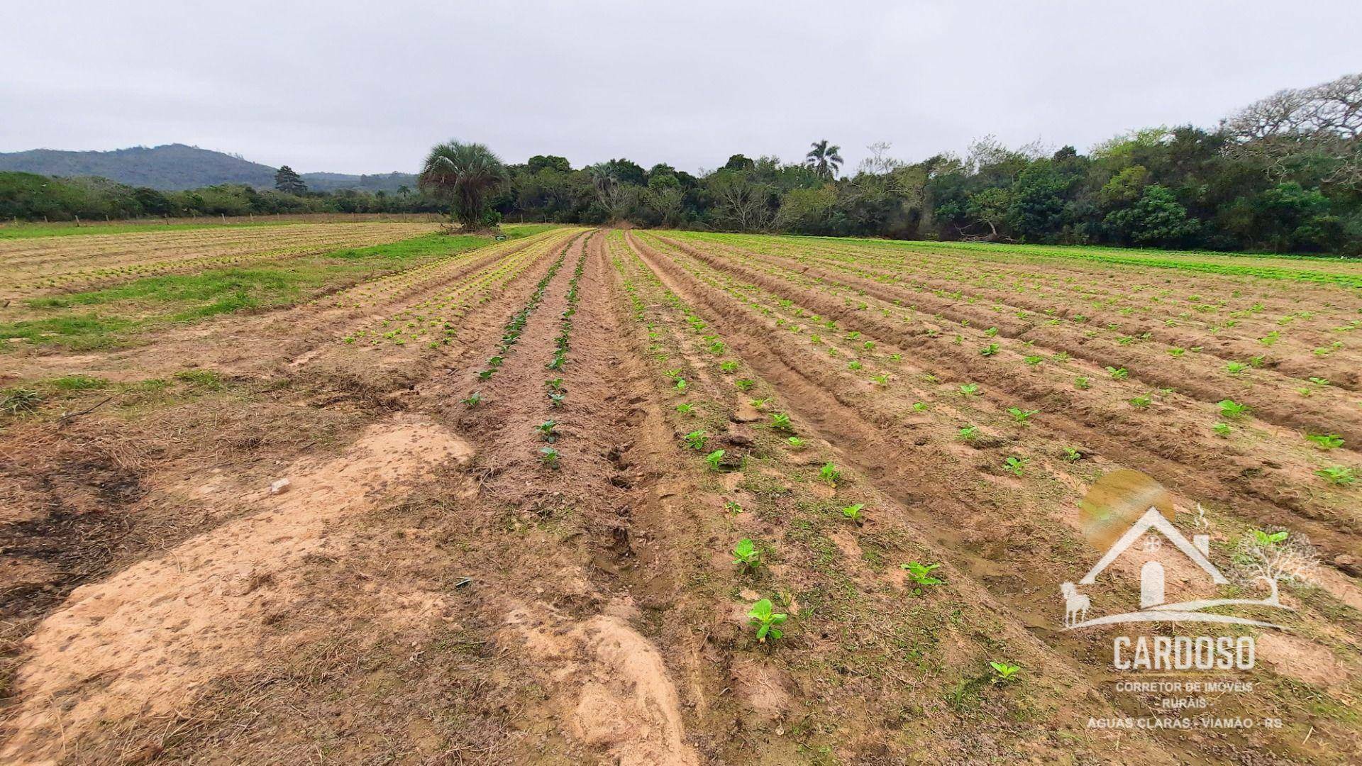 Haras e Área Rural Padrão à venda com 3 quartos, 270000M2 - Foto 13