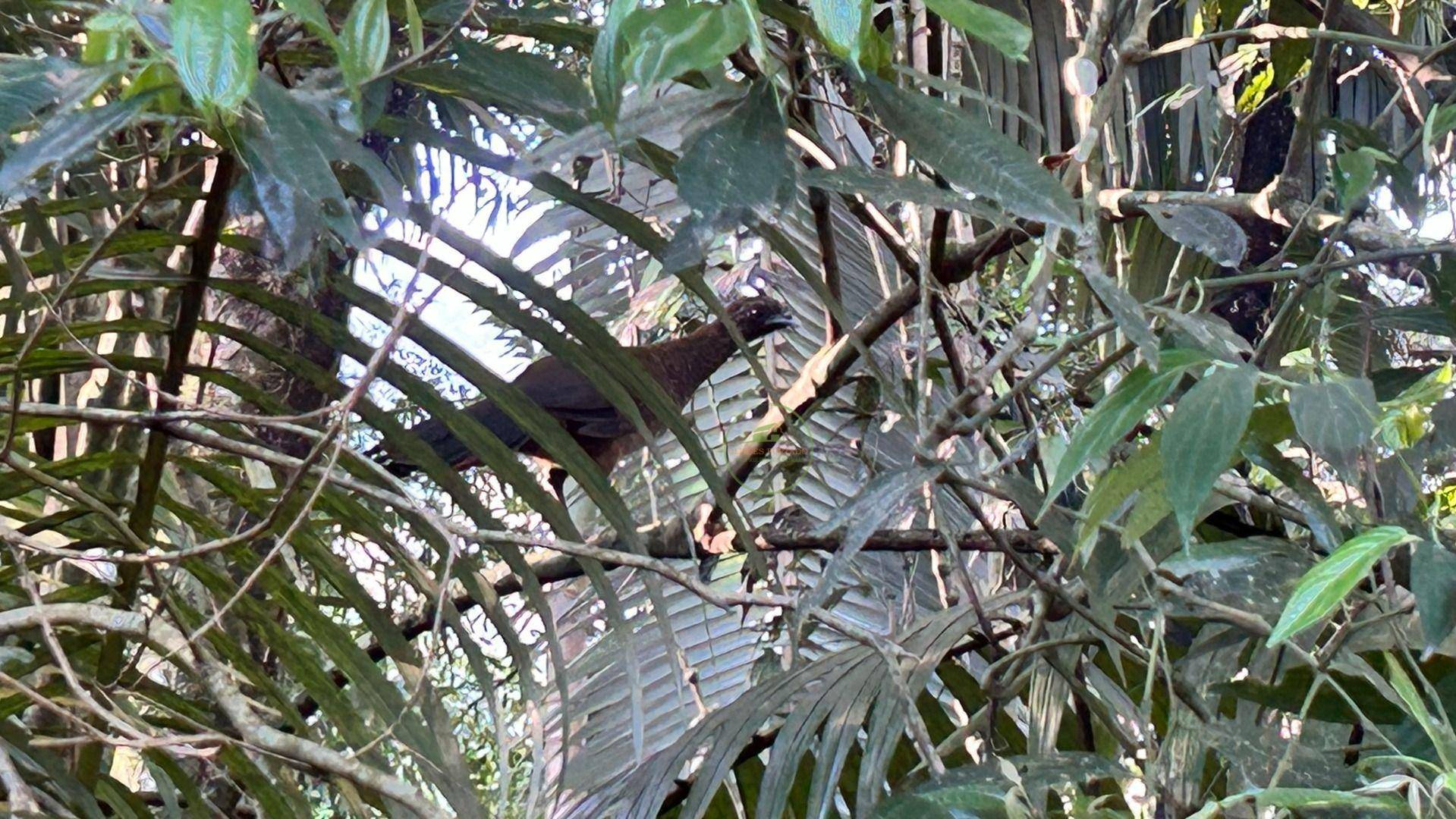 Sítio, 19 hectares - Foto 15