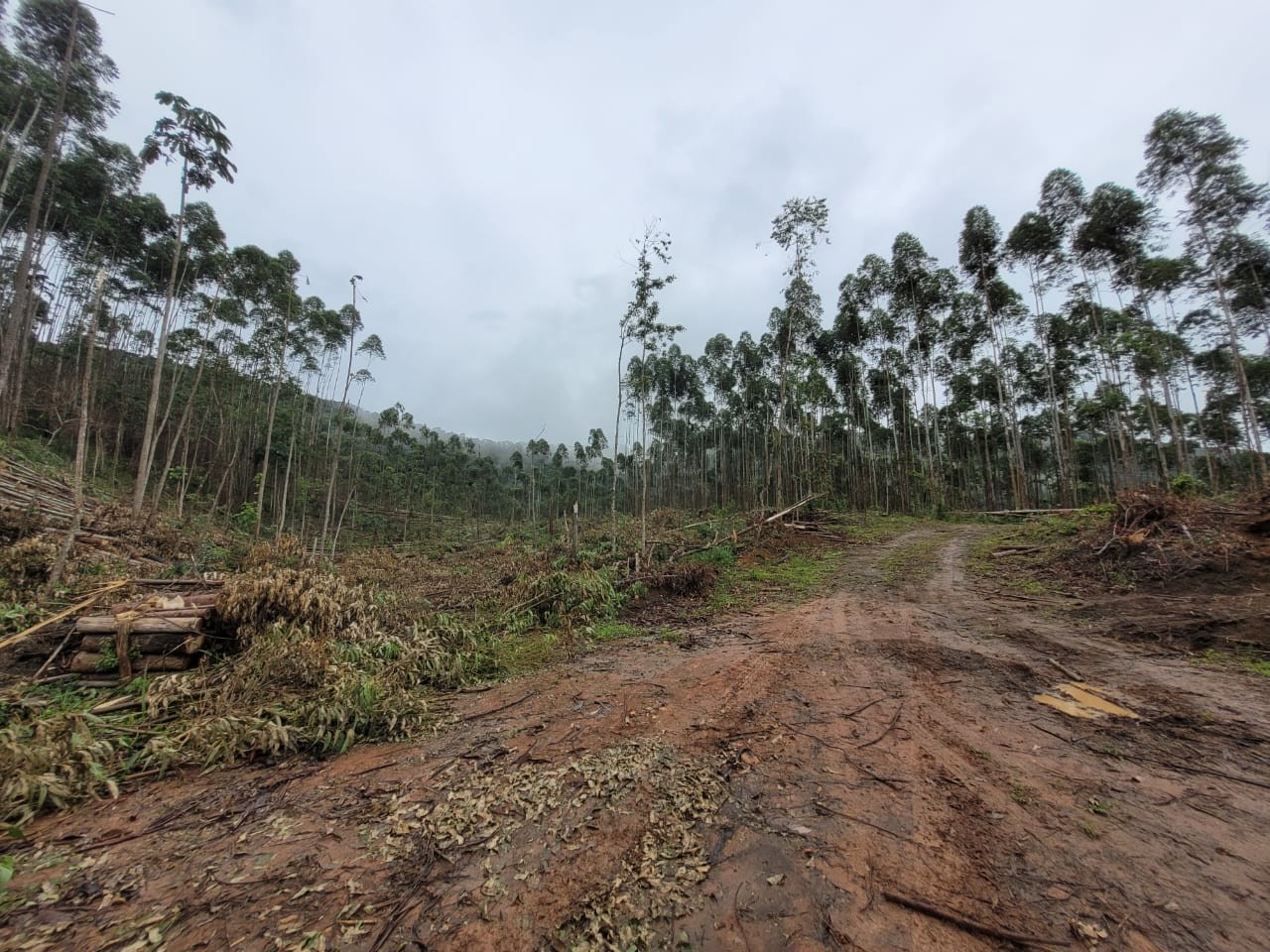 Terreno, 3 hectares - Foto 1