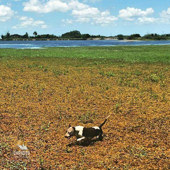 Fazenda à venda, 3160000M2 - Foto 6