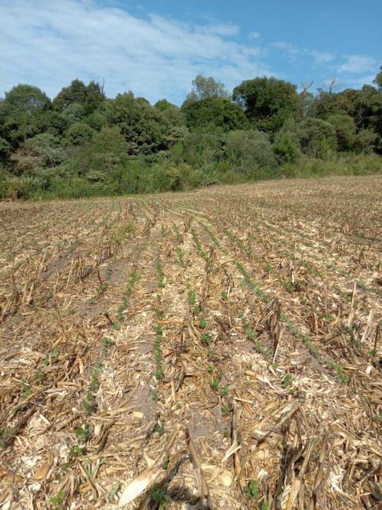 Fazenda à venda com 3 quartos, 130000m² - Foto 14