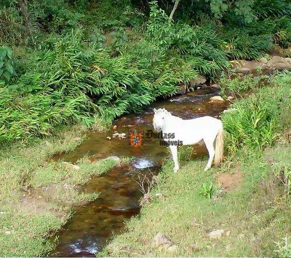 Fazenda à venda com 5 quartos, 1331000M2 - Foto 96