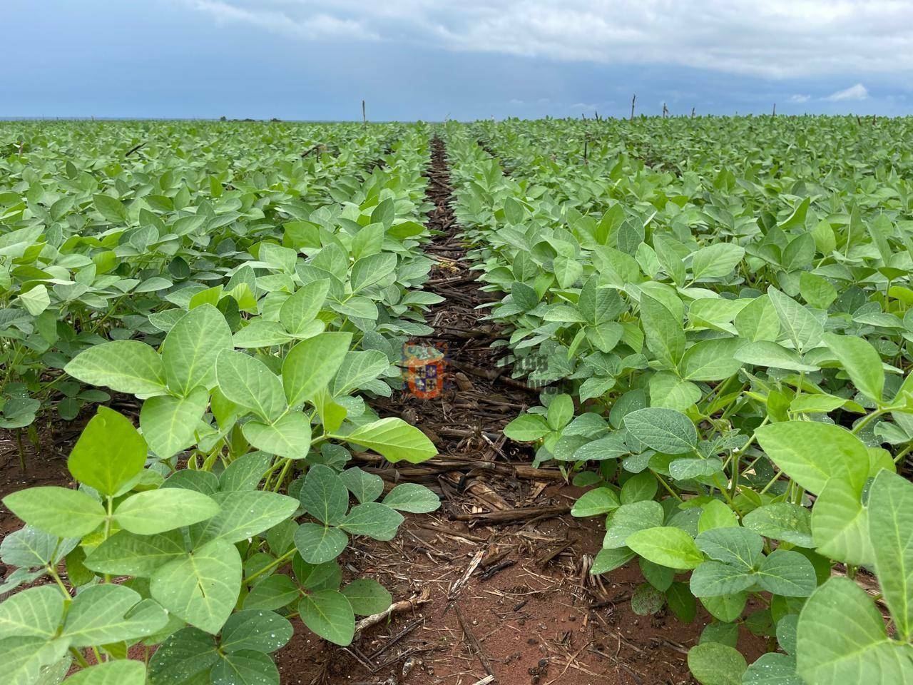 Fazenda, 7236 hectares - Foto 9