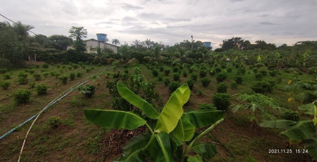 Chácara à venda com 2 quartos, 7000M2 - Foto 2