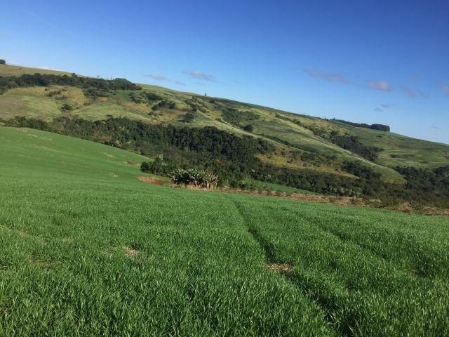 Fazenda-Sítio-Chácara, 363 hectares - Foto 1