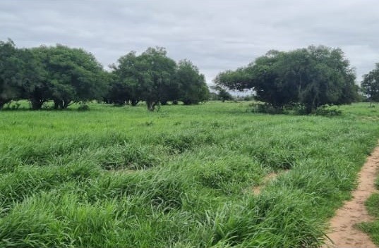 Fazenda à venda, 7300m² - Foto 9