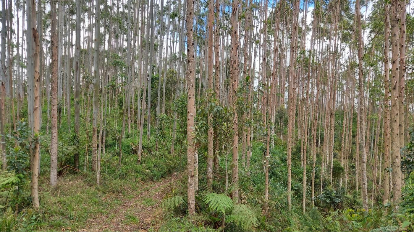 Fazenda à venda, 1564600m² - Foto 14