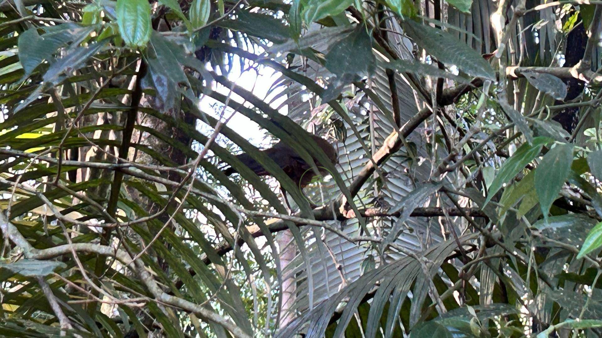 Sítio, 19 hectares - Foto 17