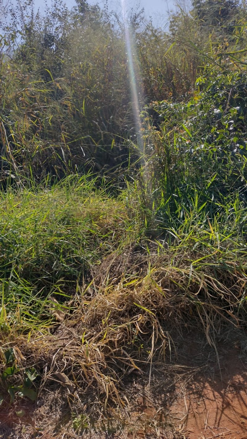 Terreno à venda, 1000m² - Foto 3