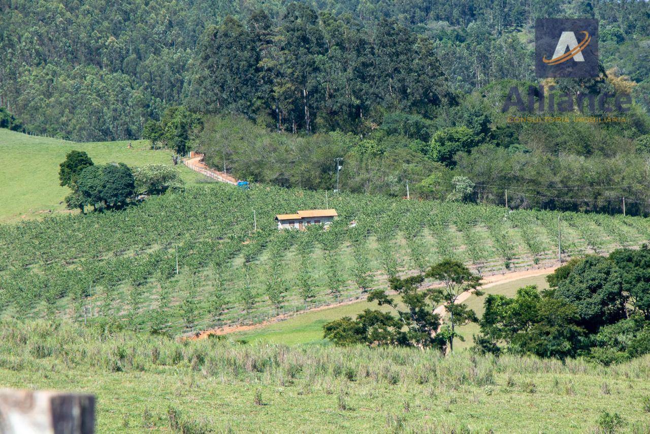 Sítio, 6 hectares - Foto 5