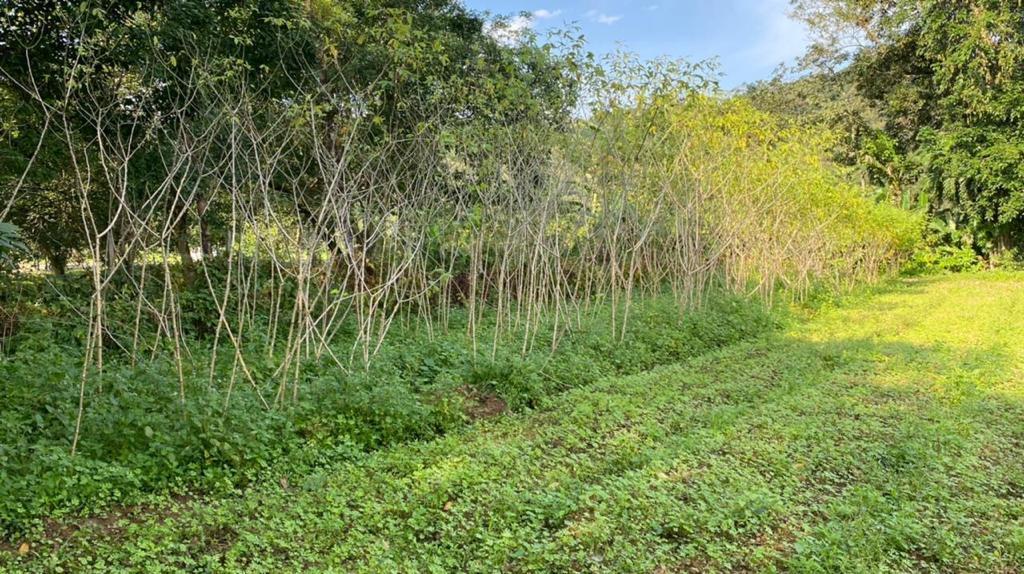 Chácara à venda com 3 quartos, 12000m² - Foto 3