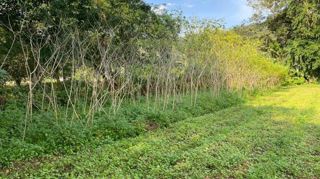 Fazenda-Sítio-Chácara, 1 hectares - Foto 3