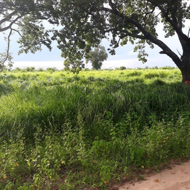 Fazenda-Sítio-Chácara, 31 hectares - Foto 1