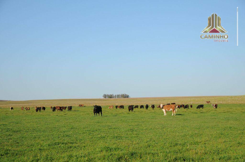 Fazenda à venda com 5 quartos, 33455000M2 - Foto 45