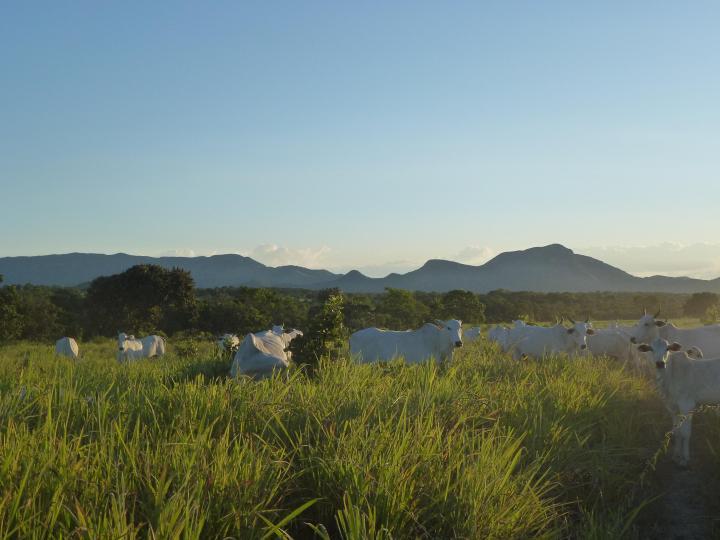 Chácara à venda, 1200m² - Foto 9